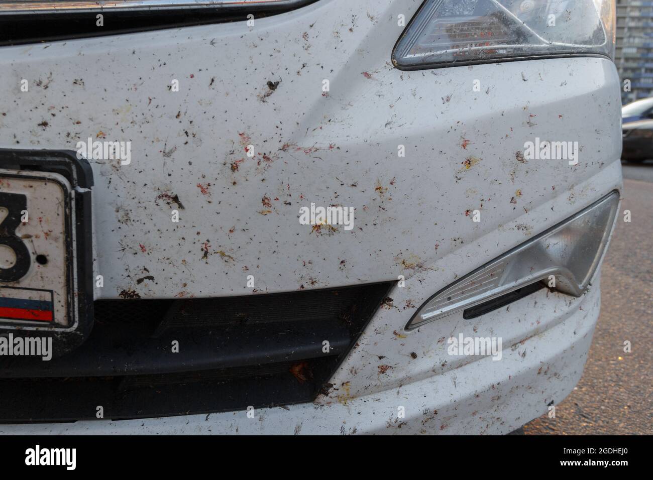 Insekten auf der Lackierung des Autos, zerbrochene Mücken. Tötete Insekten auf dem Stoßfänger des Autos Stockfoto