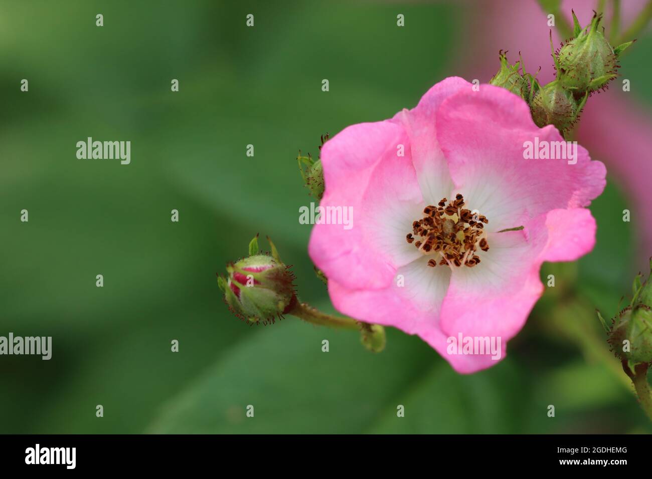 Eine zarte rosa Rosenblüte vor einem grünen natürlichen Hintergrund Stockfoto
