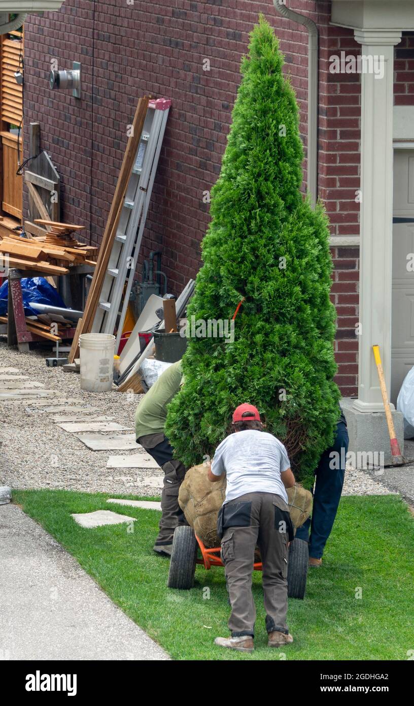 Die Arbeiter transportieren einen großen Zypressenbaum vorsichtig auf einem Trolley, um im hinteren Garten zu Pflanzen Stockfoto