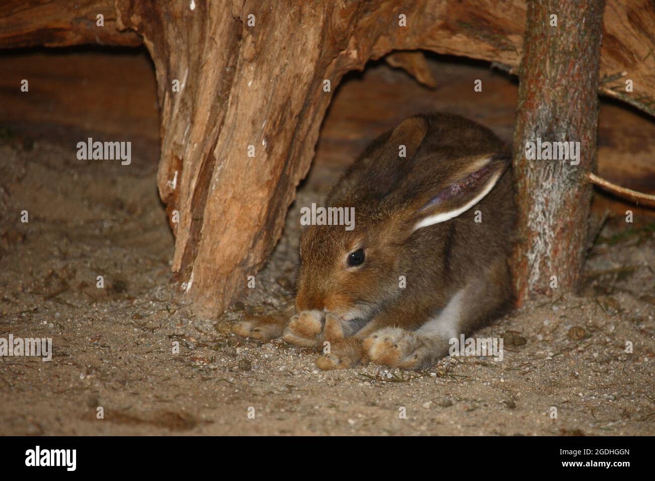 Zwergkaninchen / Zwergkaninchen / Oryctolagus cuniculus f. domestica Stockfoto