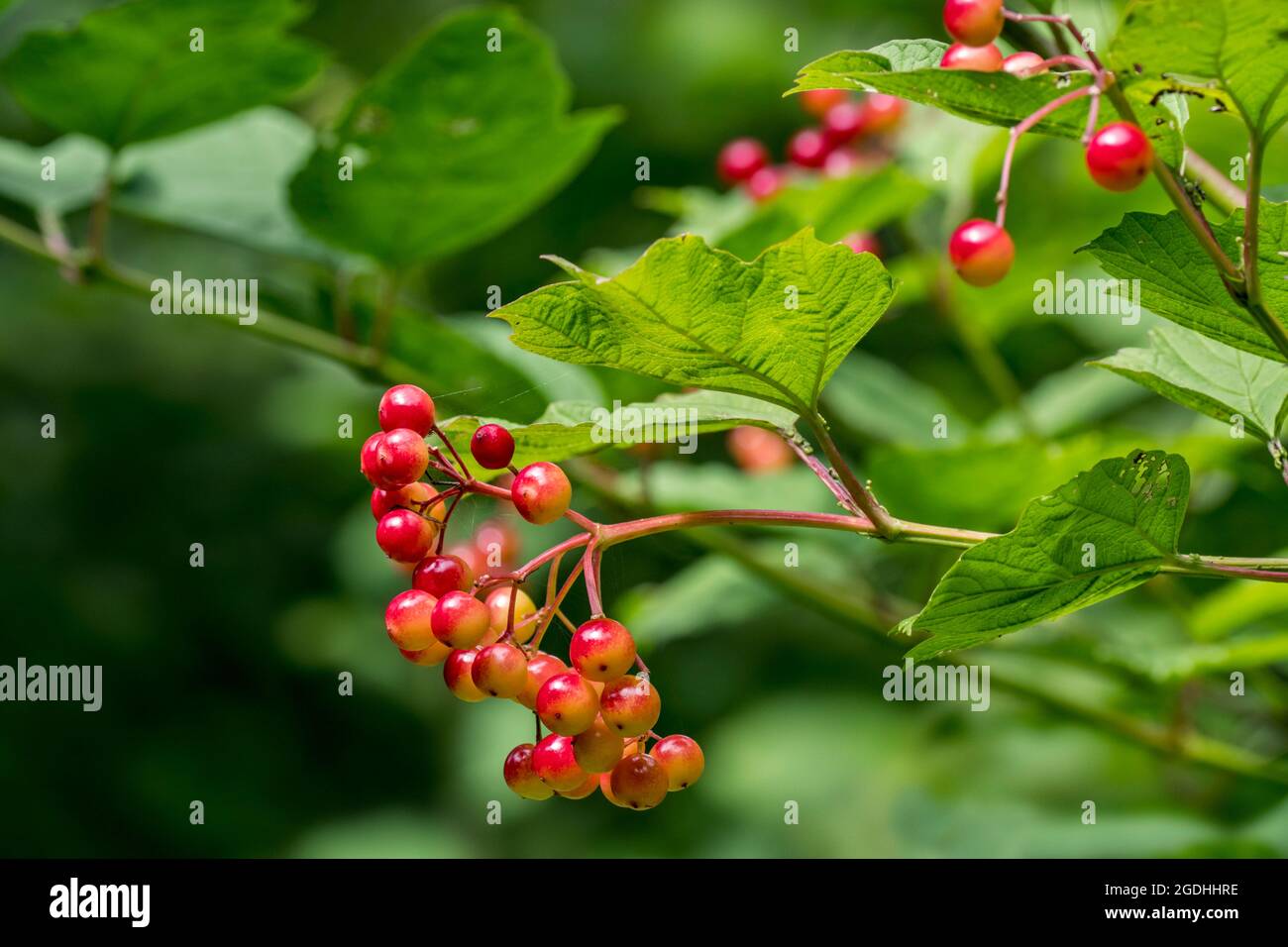 Wacholderrose / Wasserelder / Schneeballbaum (Viburnum opulus) Nahaufnahme von roten Beeren / Früchte, die im Sommer im Wald am Busch hängen Stockfoto