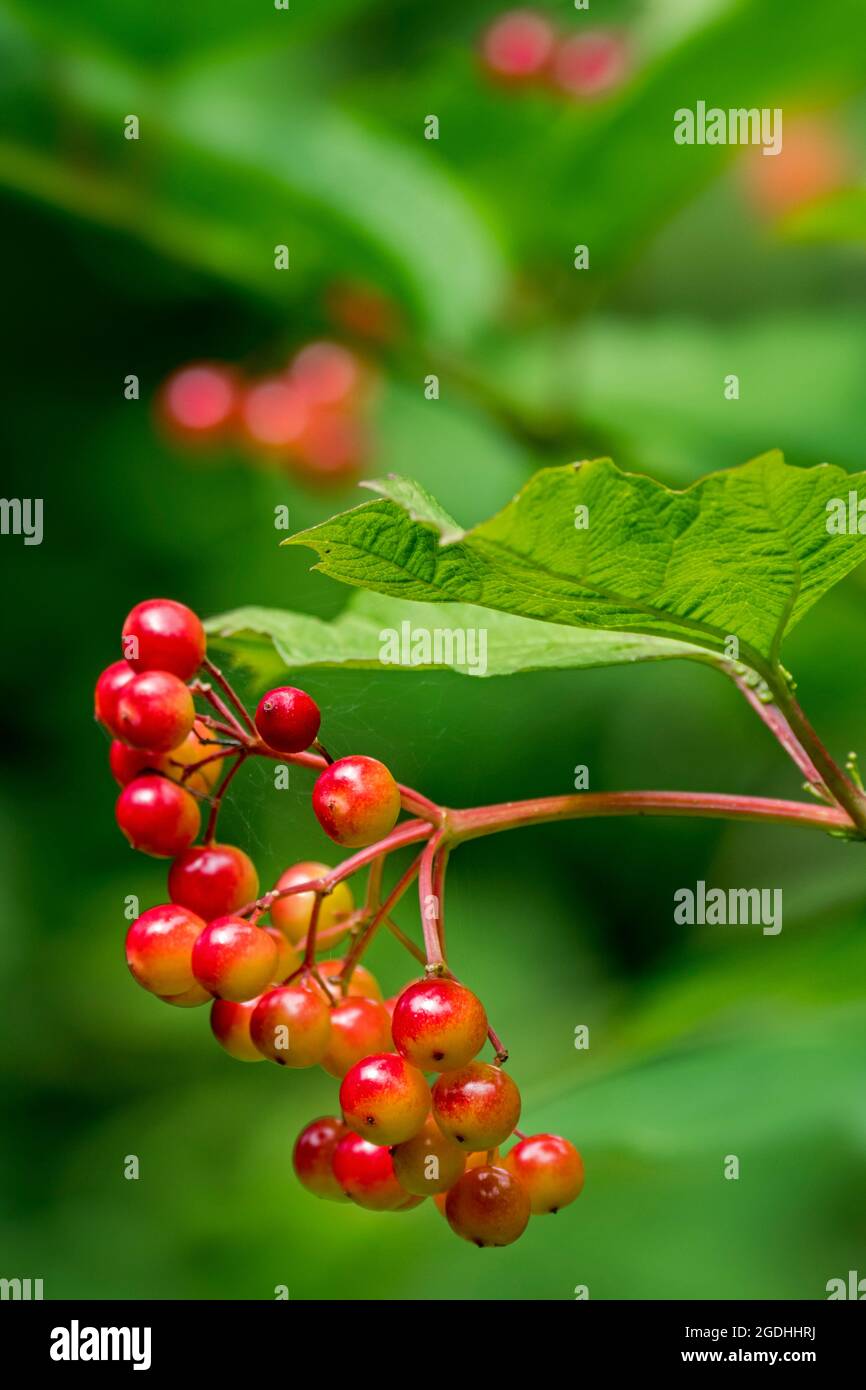 Wacholderrose / Wasserelder / Schneeballbaum (Viburnum opulus) Nahaufnahme von roten Beeren / Früchte, die im Sommer im Wald am Busch hängen Stockfoto