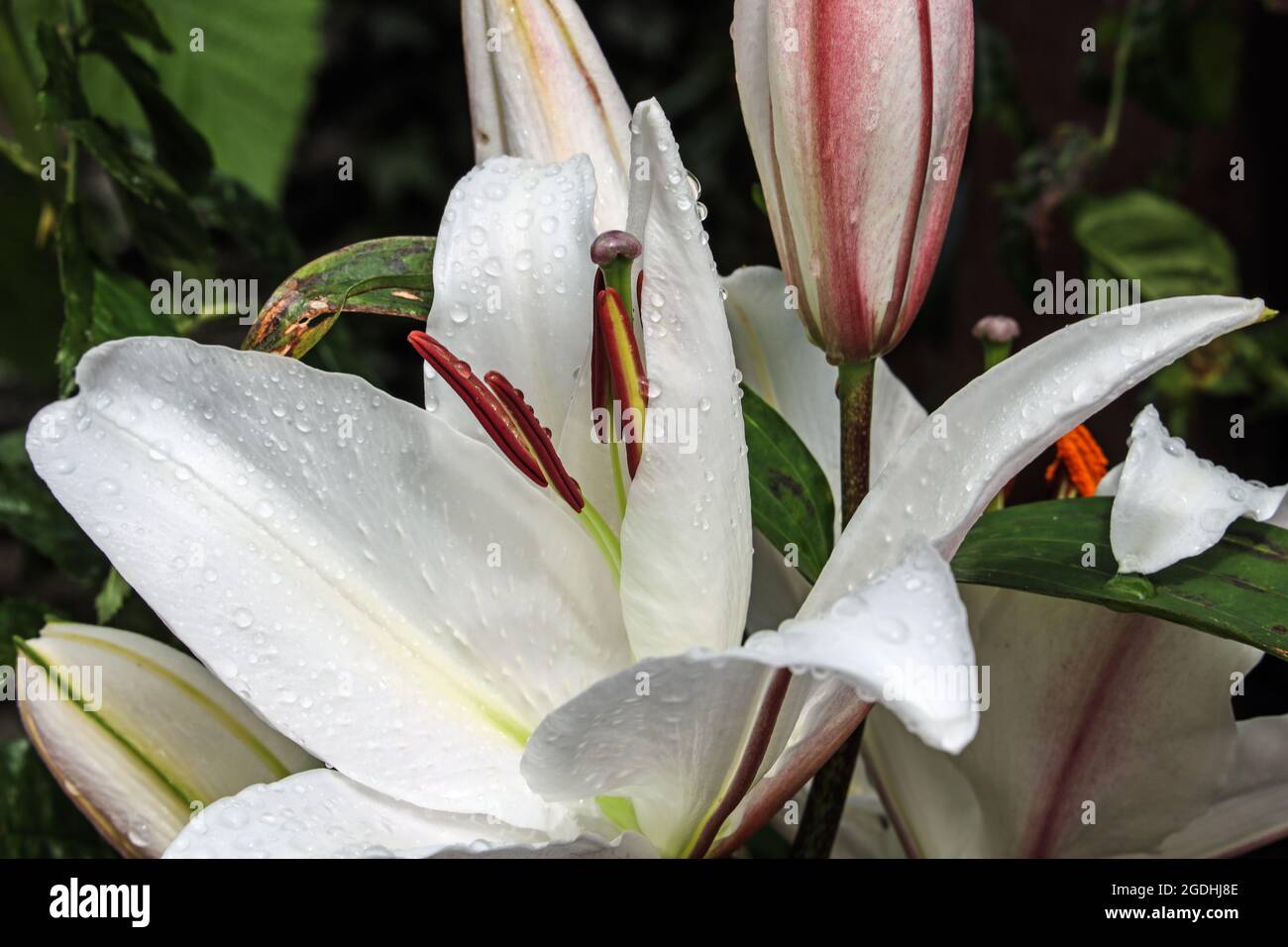 Weiße Lilie im Garten, Lilium Casa Blanca atemberaubend in der Sonne nach dem Regen Stockfoto