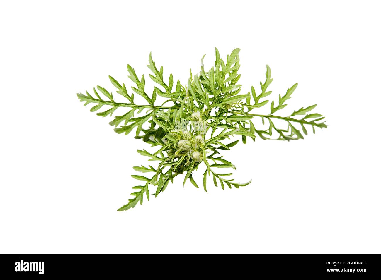 Saisonale Allergie-Zweig der Ragweed-Pflanze isoliert auf weißem Hintergrund. Blüten und Blätter von Ambrosia artemisiifolia. Stockfoto