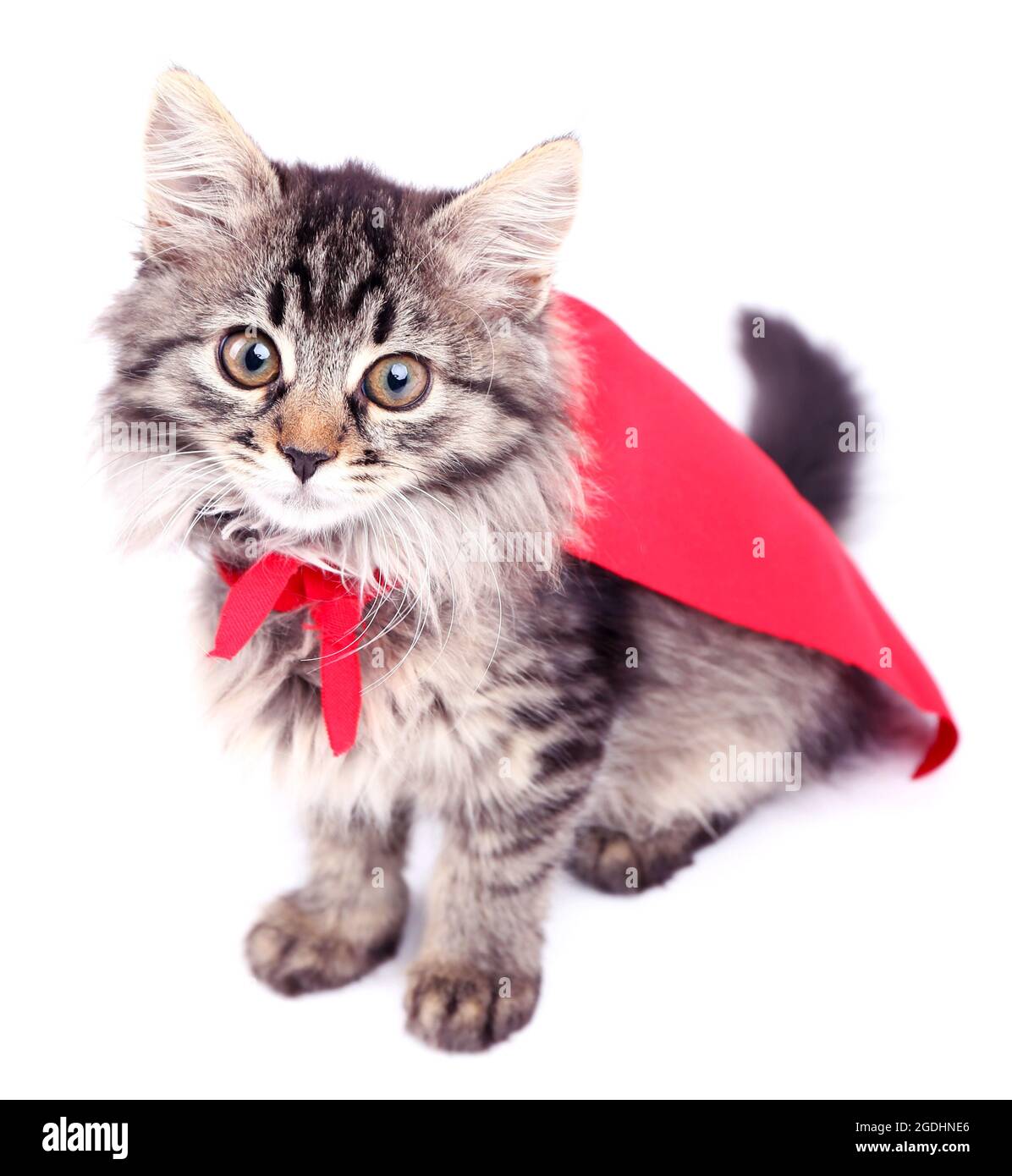 Katze in rotem Mantel, isoliert auf weiß Stockfotografie - Alamy