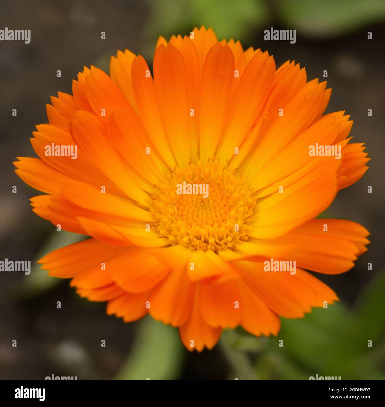 Nahaufnahme einer leuchtend orangefarbenen und gelben Calendula-Blume (Calendula officinalis), auch bekannt als Pot Marigold oder English Marigold Stockfoto