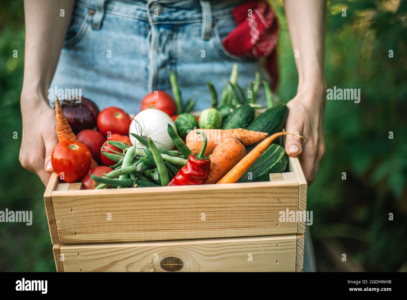 Frau hält frisch geerntetes Gemüse in einer Kiste auf Bio Stockfoto