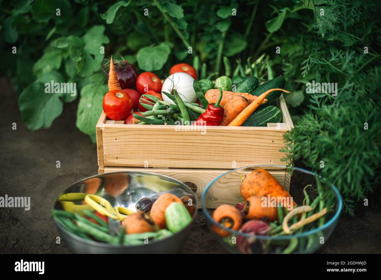 Box mit frischem Bio-Gemüse auf Bio-Bauernhof Stockfoto