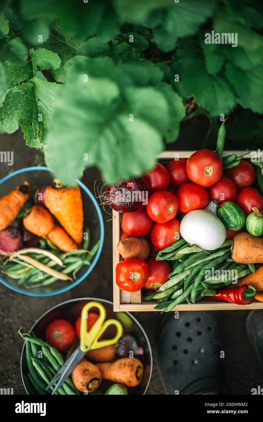 Box mit frischem Bio-Gemüse auf Bio-Bauernhof Stockfoto