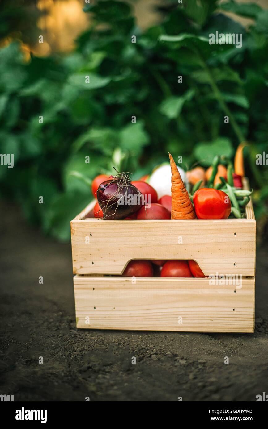 Box mit frischem Bio-Gemüse auf Bio-Bauernhof Stockfoto