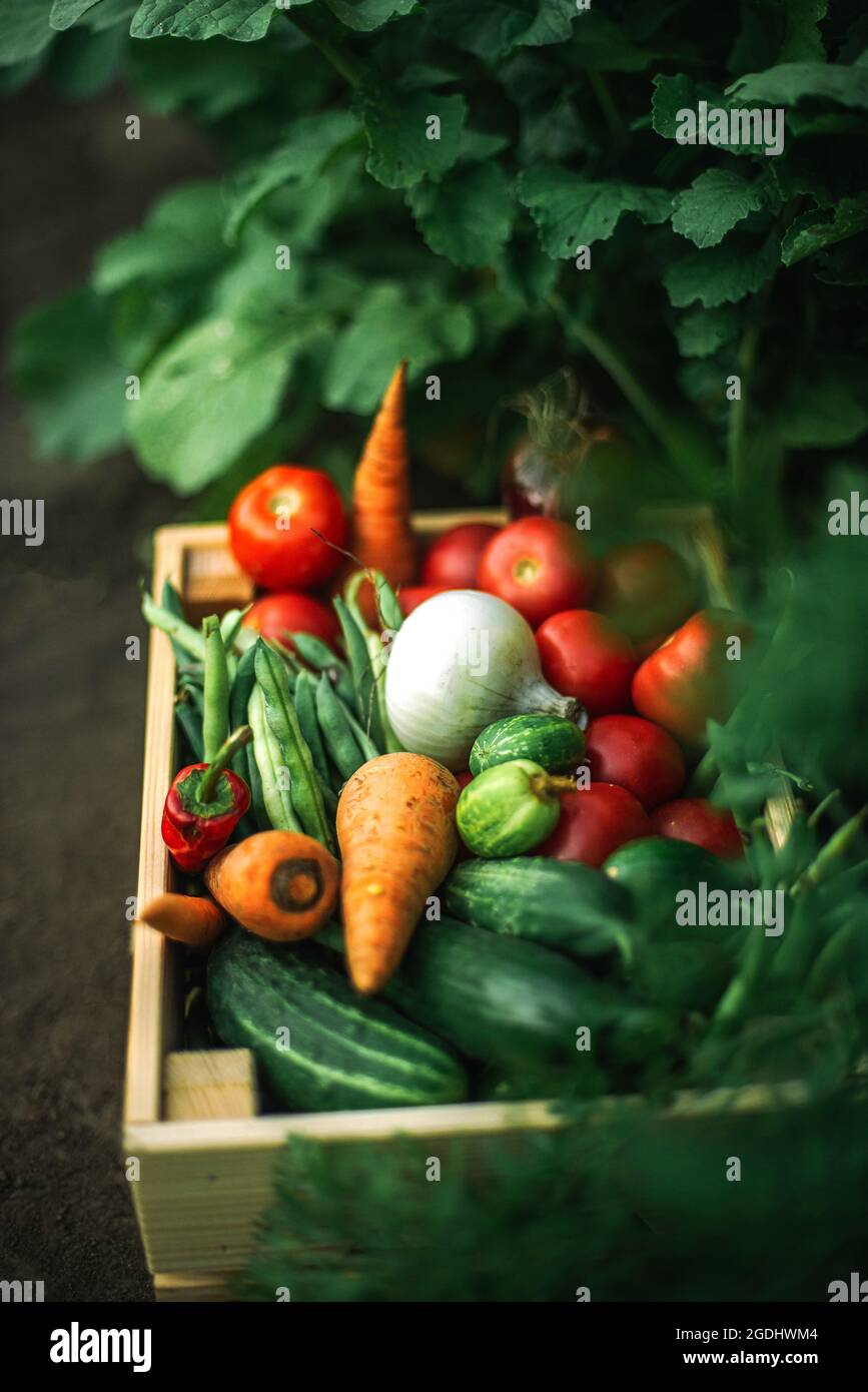 Box mit frischem Bio-Gemüse auf Bio-Bauernhof Stockfoto