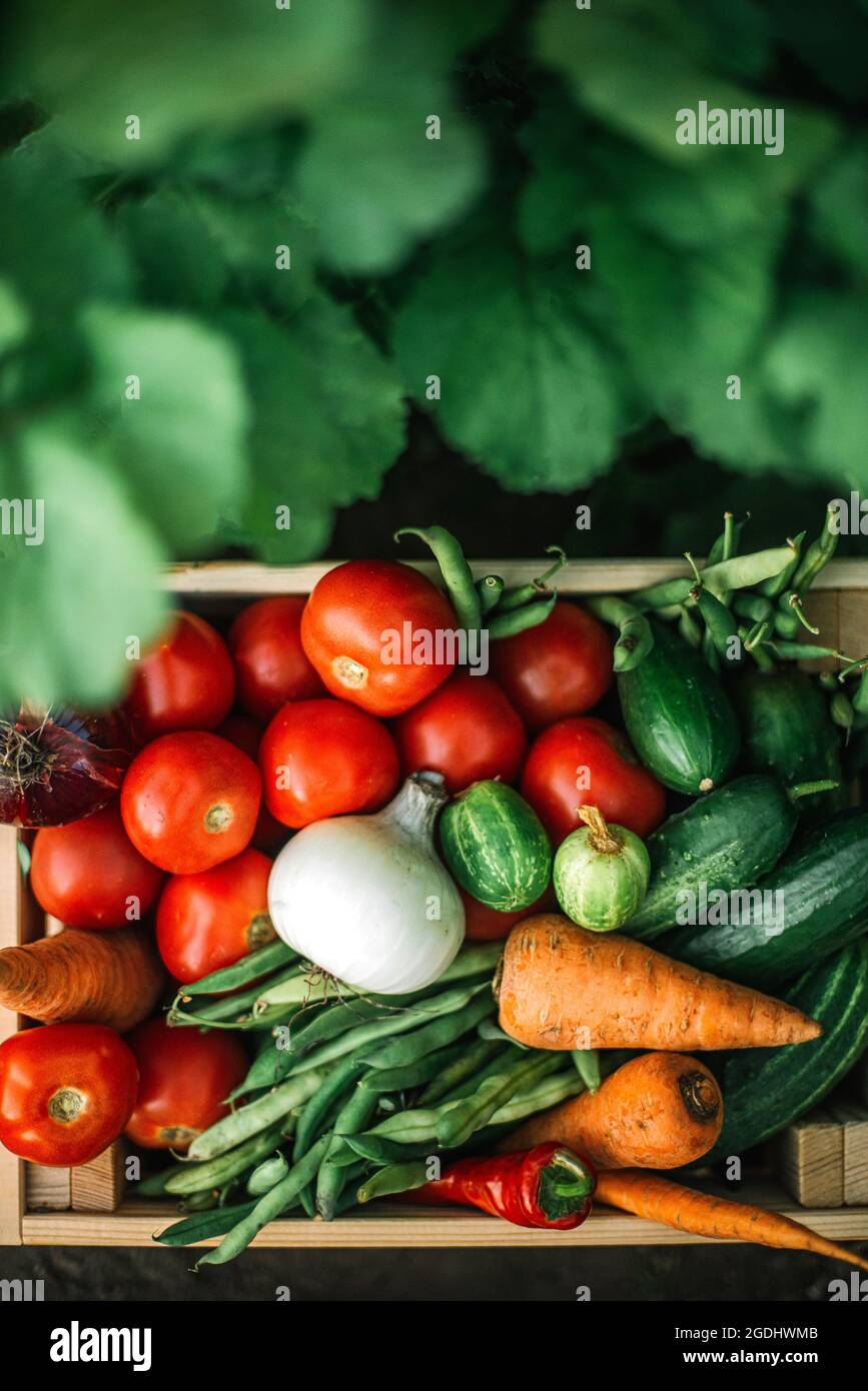 Box mit frischem Bio-Gemüse auf Bio-Bauernhof Stockfoto
