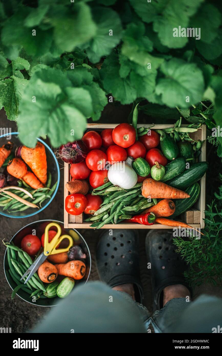 Box mit frischem Bio-Gemüse auf Bio-Bauernhof Stockfoto