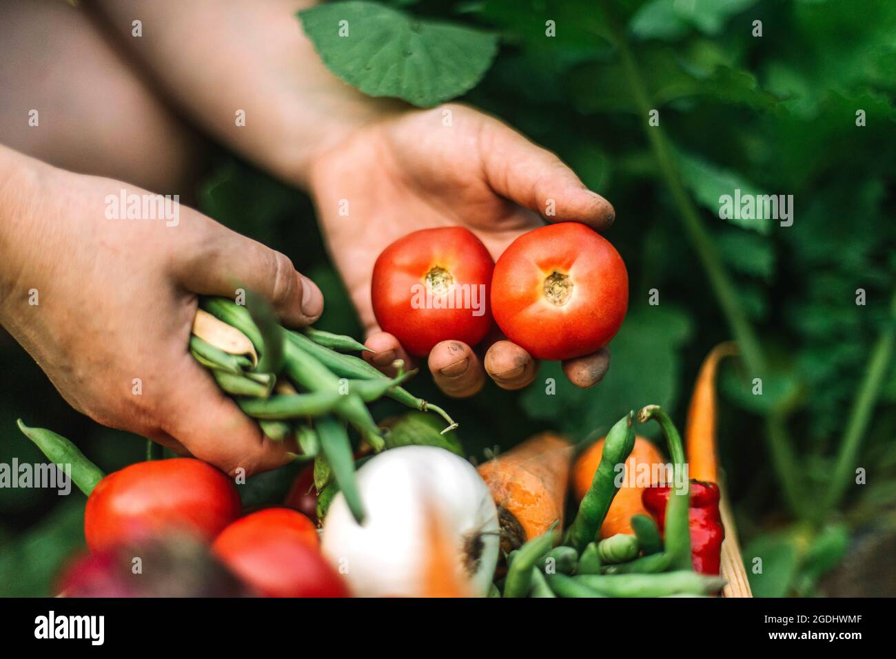 Frau, die frisch geerntete rote Tomaten auf einem Bio-Bauernhof hält Stockfoto