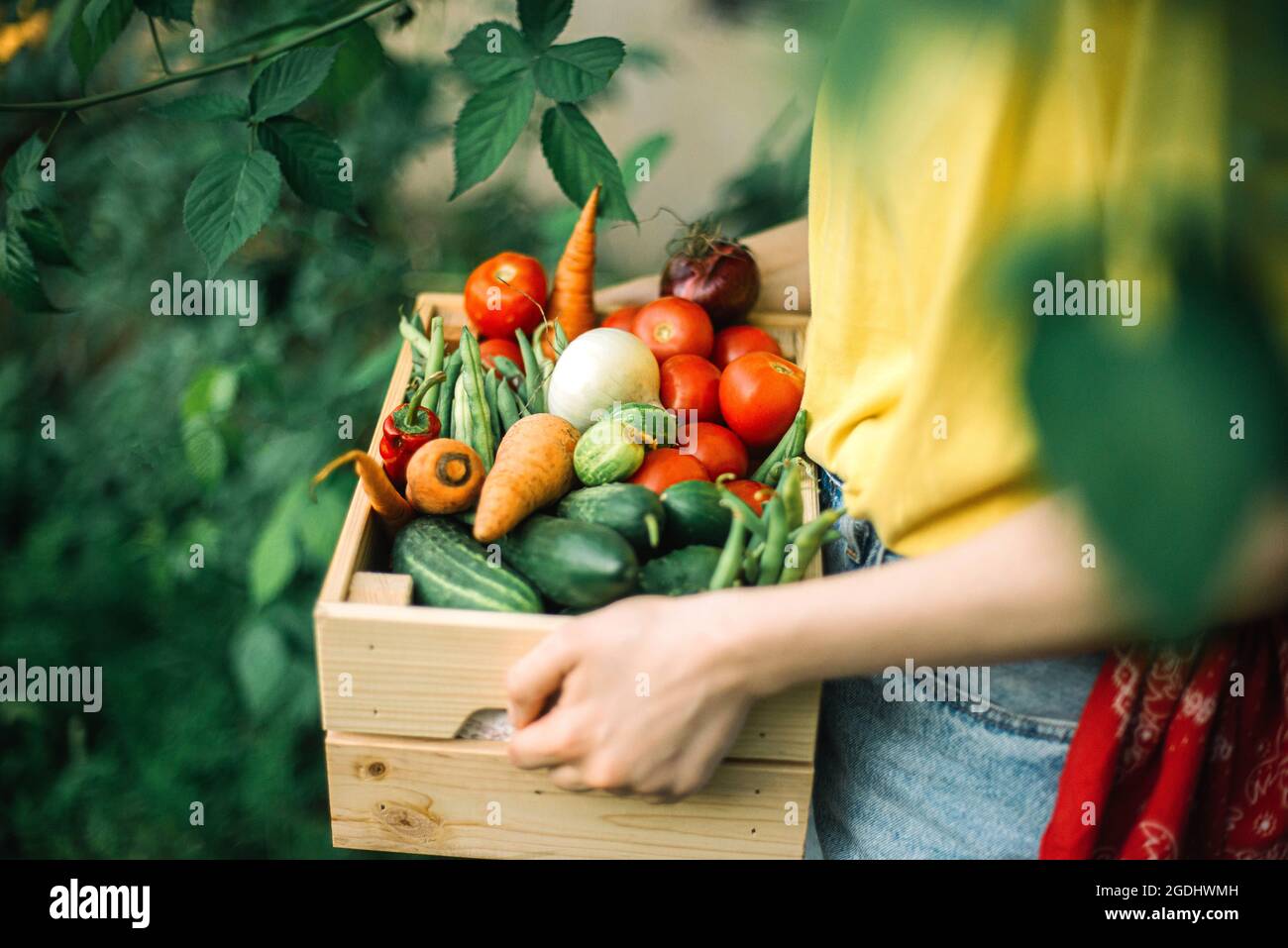 Frau hält frisch geerntetes Gemüse in einer Kiste auf Bio Stockfoto