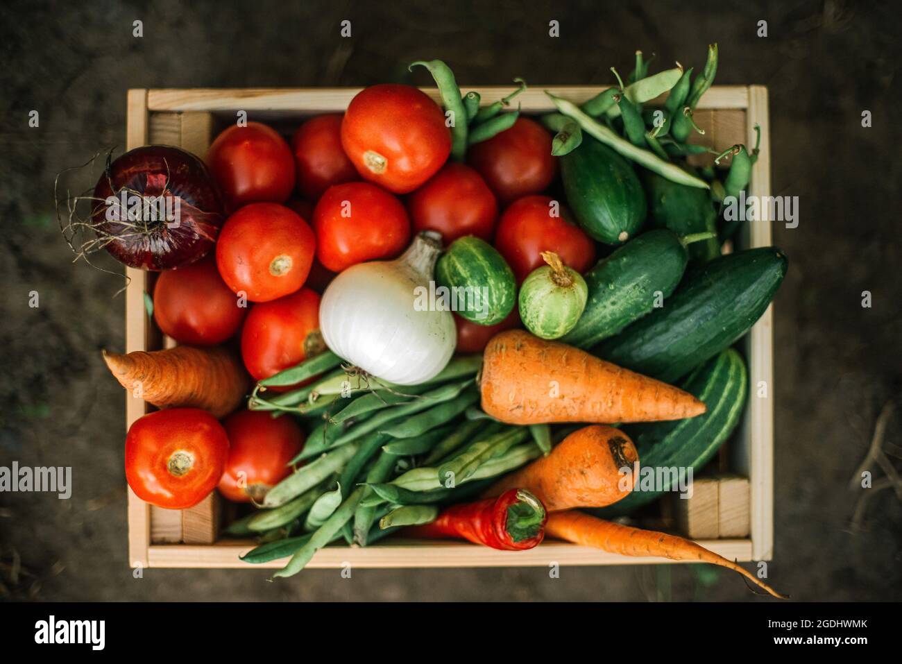 Box mit frischem Bio-Gemüse auf Bio-Bauernhof Stockfoto