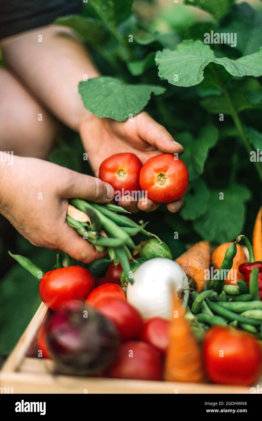 Frau, die frisch geerntete rote Tomaten auf einem Bio-Bauernhof hält Stockfoto