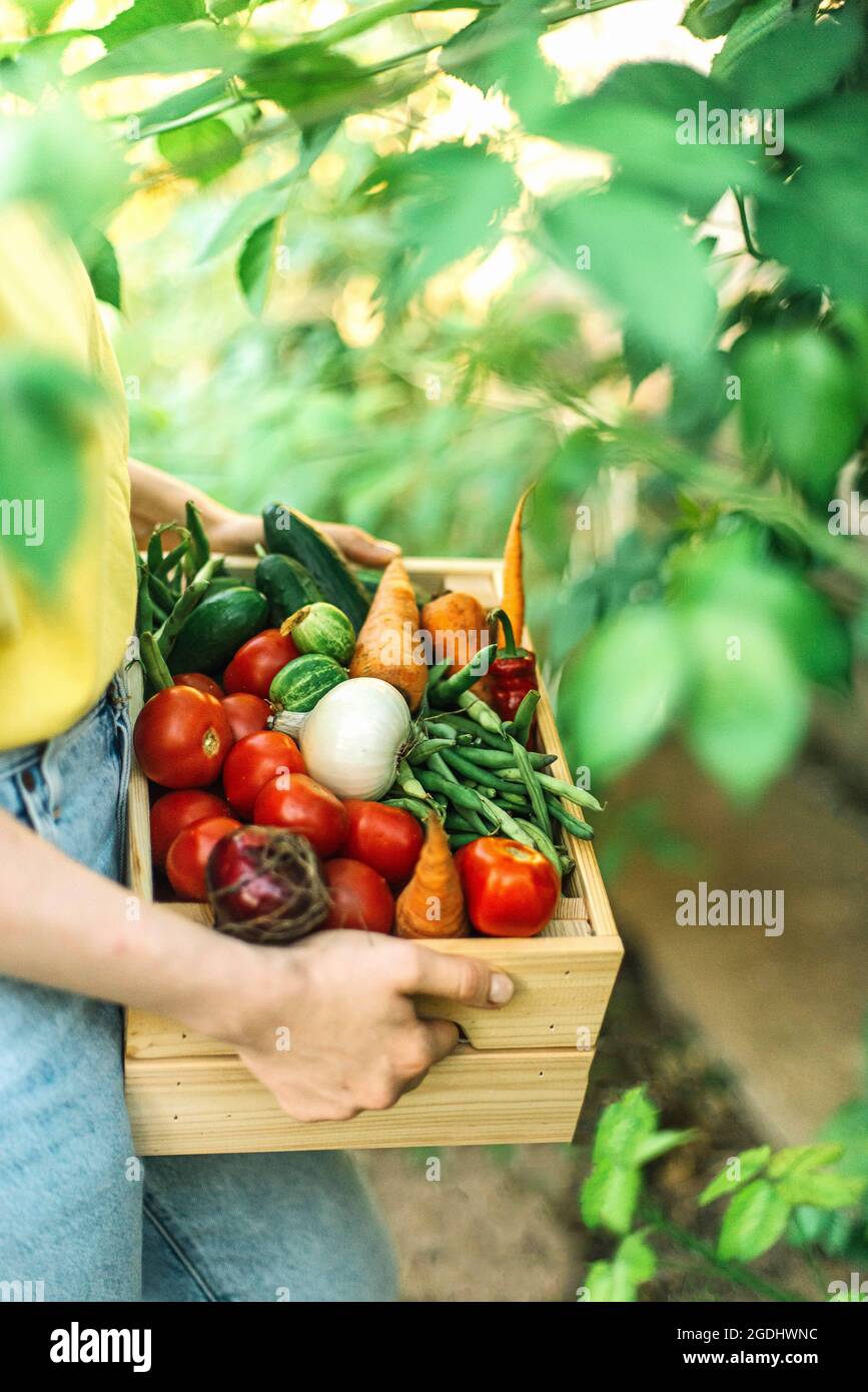Frau hält frisch geerntetes Gemüse in einer Kiste auf Bio Stockfoto