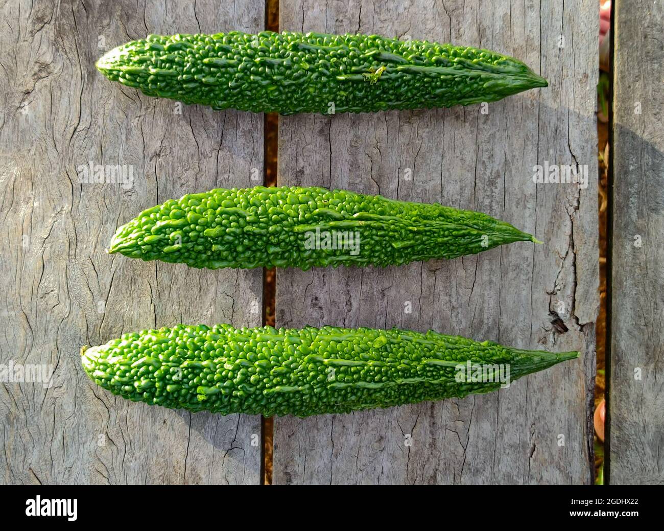 Margoz, Bittermelone, Bitterapfel, Bitterkürbis, Balsam-Birne Stockfoto