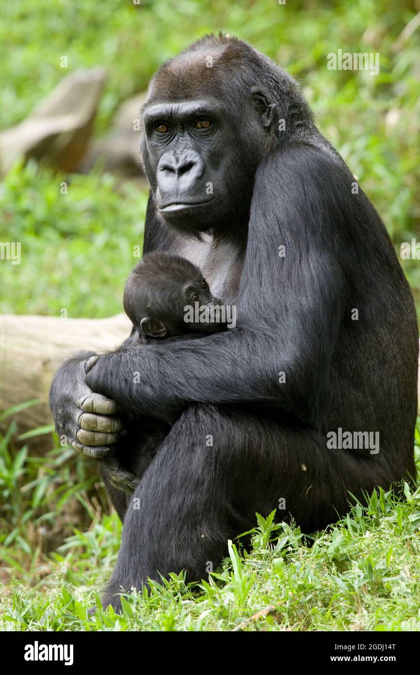 Nahaufnahme einer weiblichen Lowland Gorilla oder Western Gorilla mit ihrem Baby, Smithsonian National Zoological Park, Washington, DC, USA Stockfoto