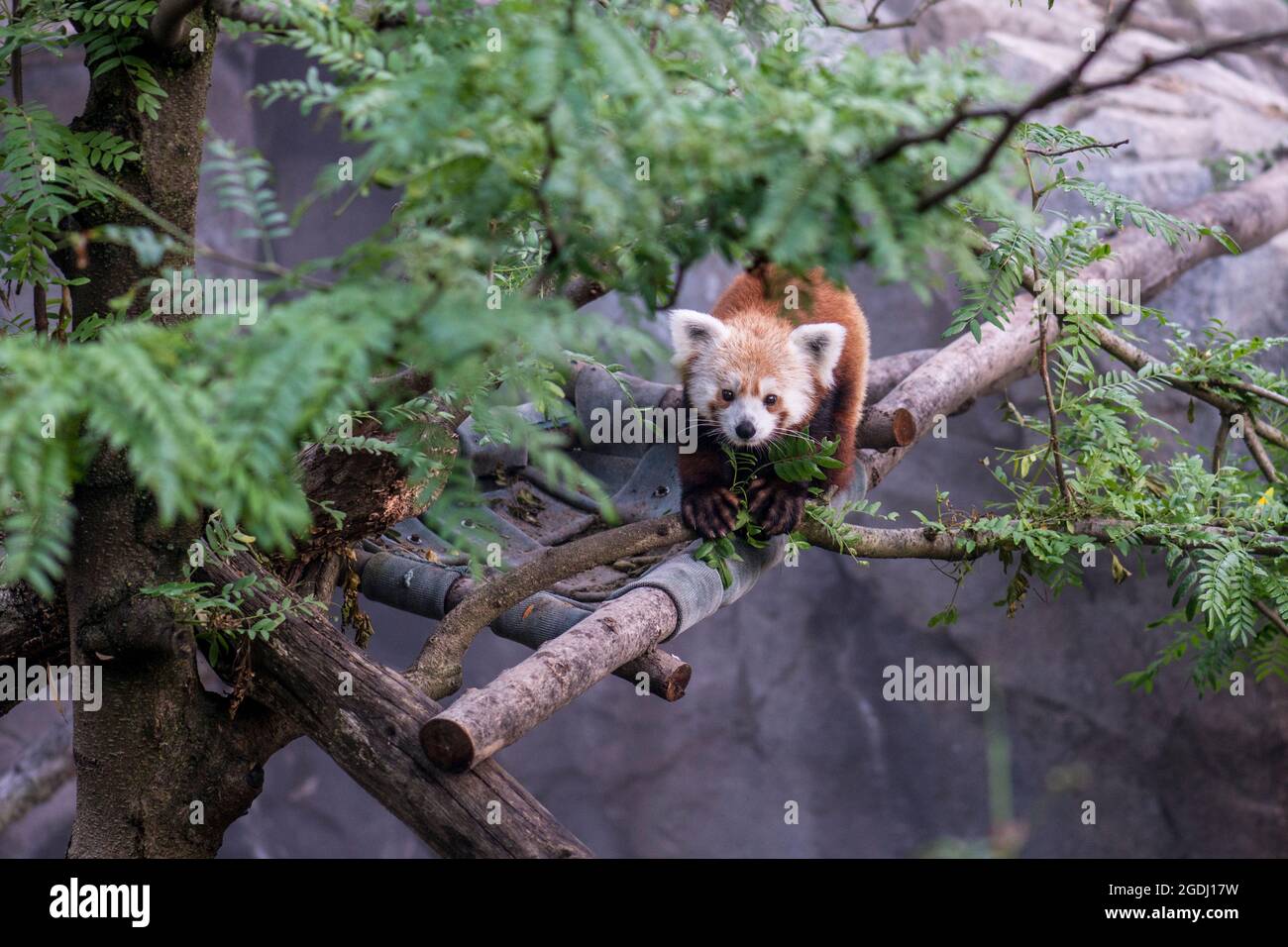 Männlicher Roter Panda (Ailurus fulgens), der in einem Baum steht Stockfoto