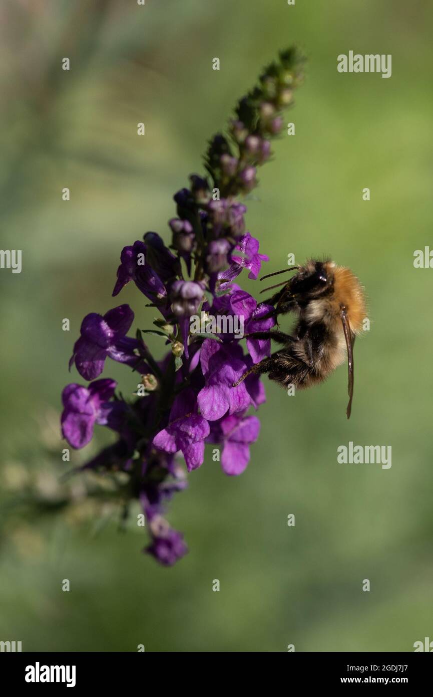 Carder Hummel (Bombus pascuorum) auf der Nahrungssuche Stockfoto