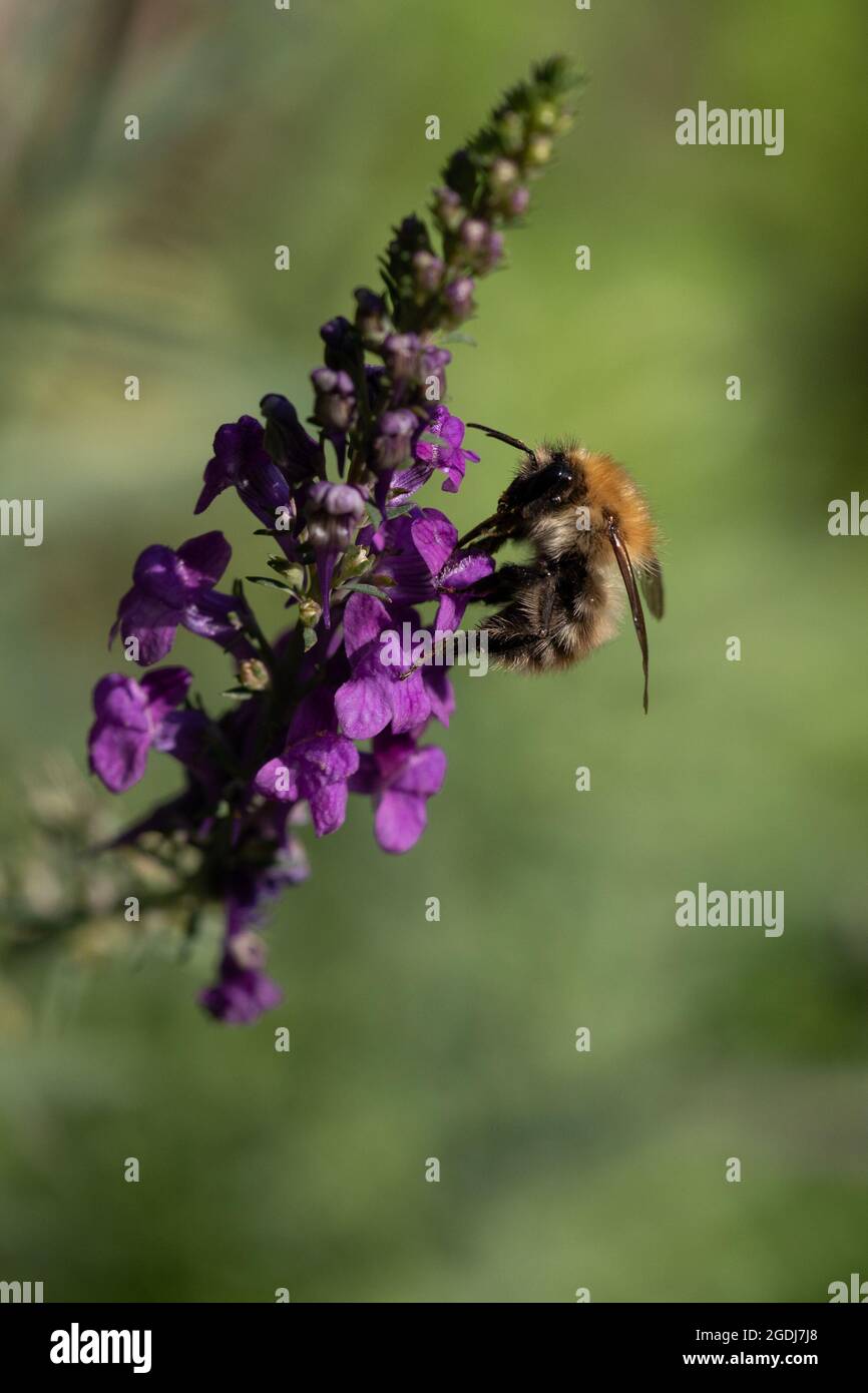 Carder Hummel (Bombus pascuorum) auf der Nahrungssuche Stockfoto