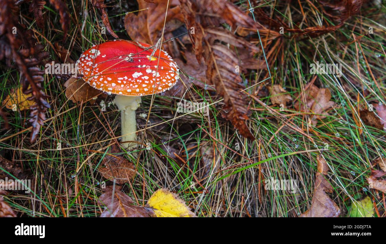 Herbstwald. Giftige Fliege Agaric wächst im nassen Gras. Roter Hut mit weißen Punkten. Tau tropft auf das Gras. Stockfoto