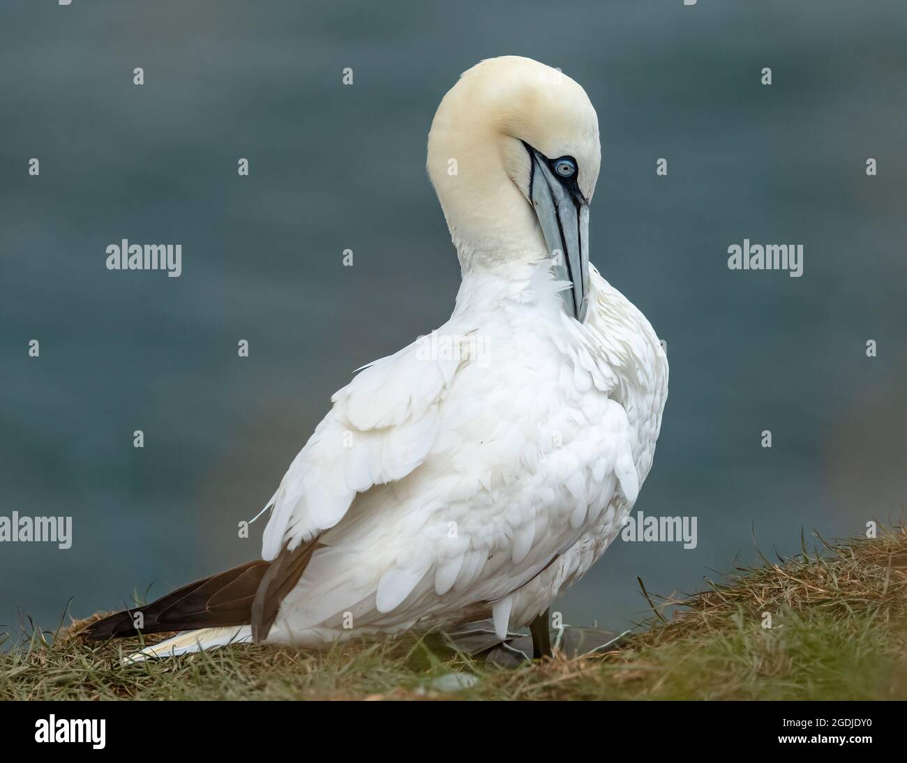 Gannet Preening Stockfoto