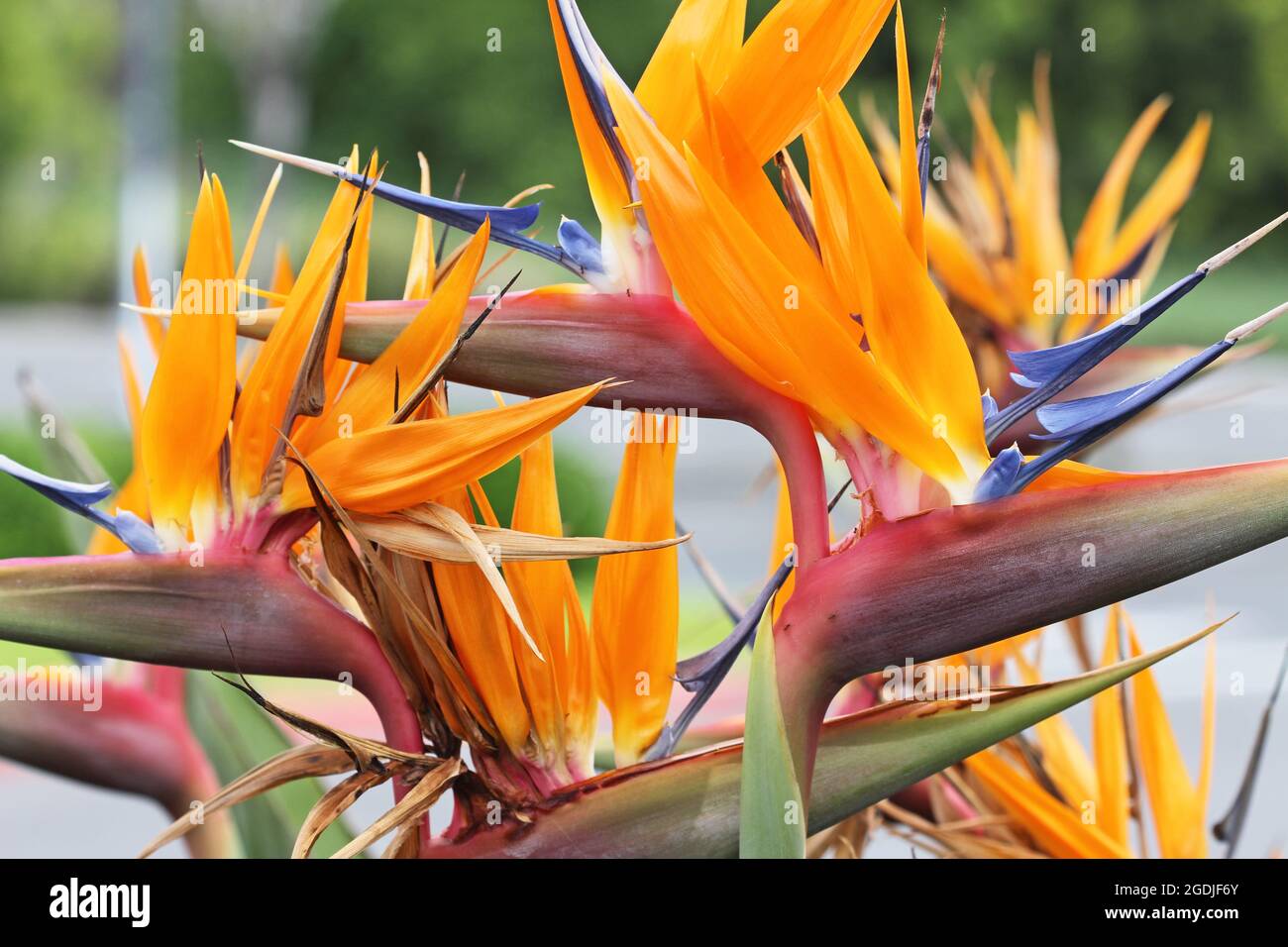 Strauß strelitzia - Paradiesvögel Blume Stockfoto