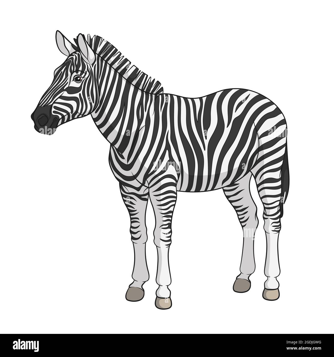 Farbvektorbild eines Zebras. Isoliertes Objekt auf weißem Hintergrund. Stock Vektor