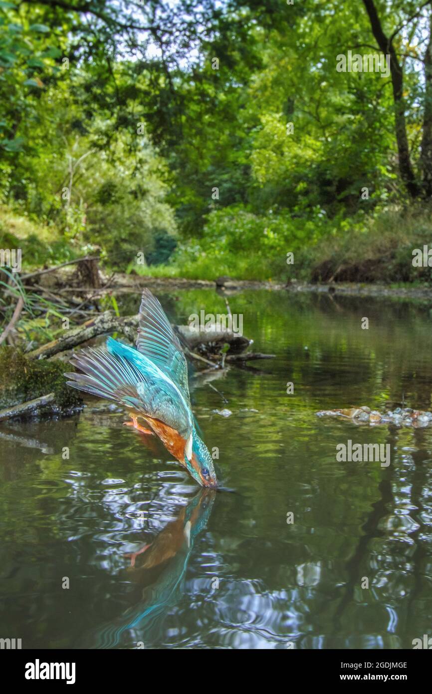 Flusseisvögel (Alcedo atthis), Nasentauchen in einen kleinen Bach im Auenwald, Deutschland, Bayern Stockfoto