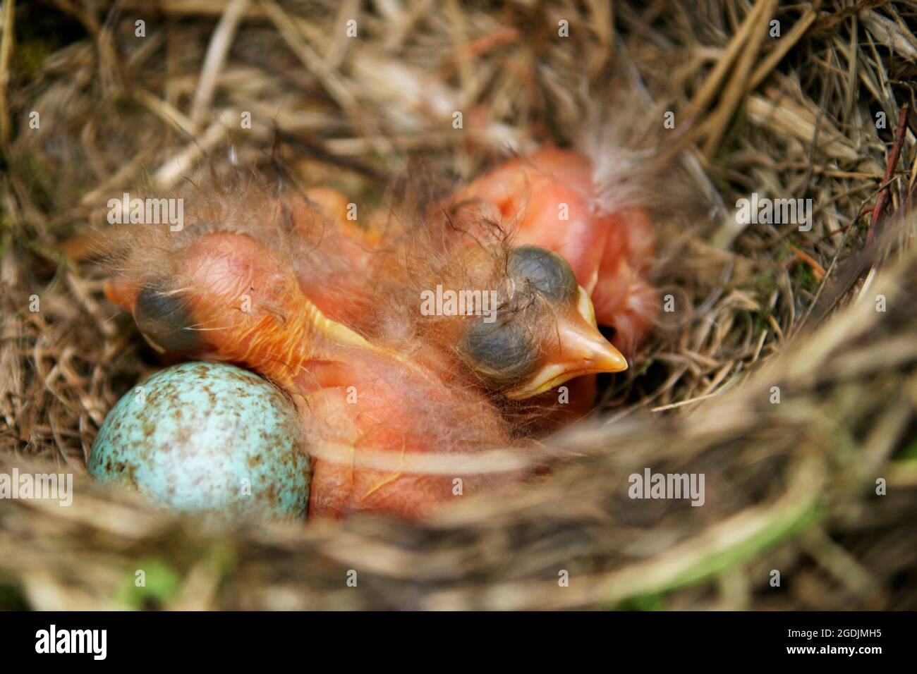 amsel (Turdus merula), Vogelei und Nestlinge in einem Nest, Österreich Stockfoto