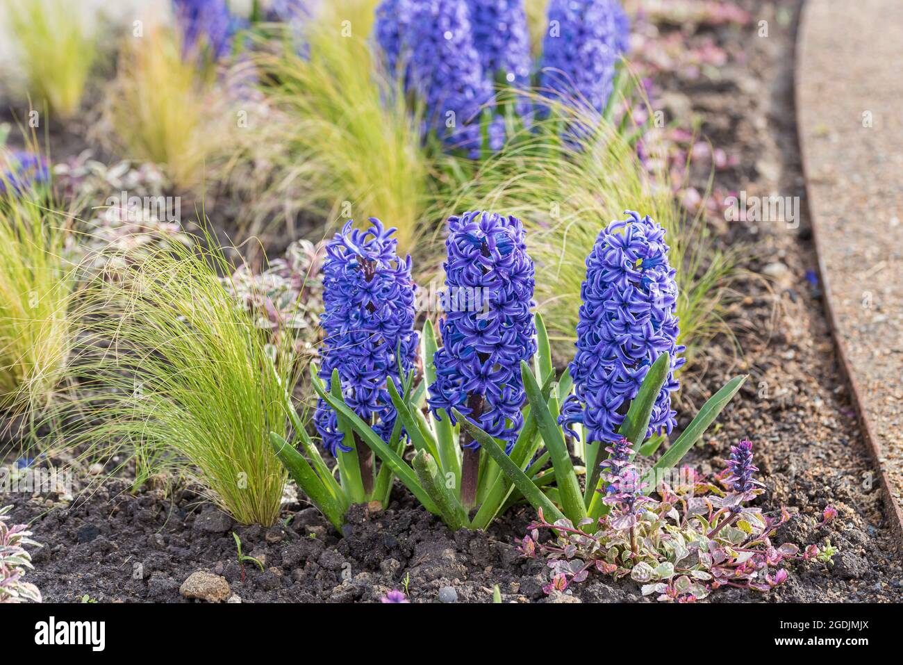 Jacinthe (Hyacinthus orientalis 'Blue Jacket', Hyacinthus orientalis Blue Jacket), blühende, kultivierte blaue Jacke Stockfoto