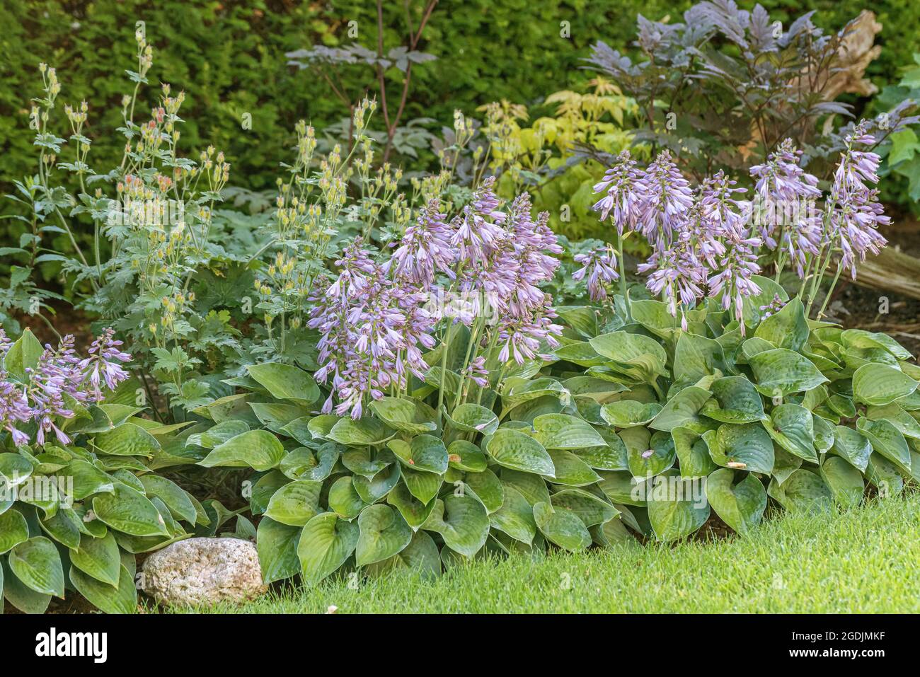 Seerose (Hosta 'Blue Cadet', Hosta Blue Cadet), Sorte Blue Cadet Stockfoto