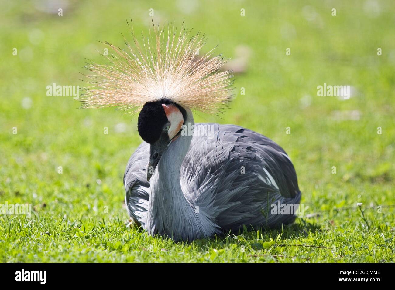 Ostafrikanischer Kranich, Grauer Kranich (Balearica regulorum), auf einer Wiese liegend Stockfoto