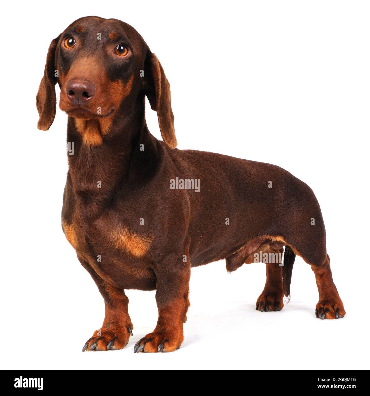 Kurzhaariger Dachshund, kurzhaariger Wursthund, Haushund (Canis lupus f. familiaris), Portait Stockfoto
