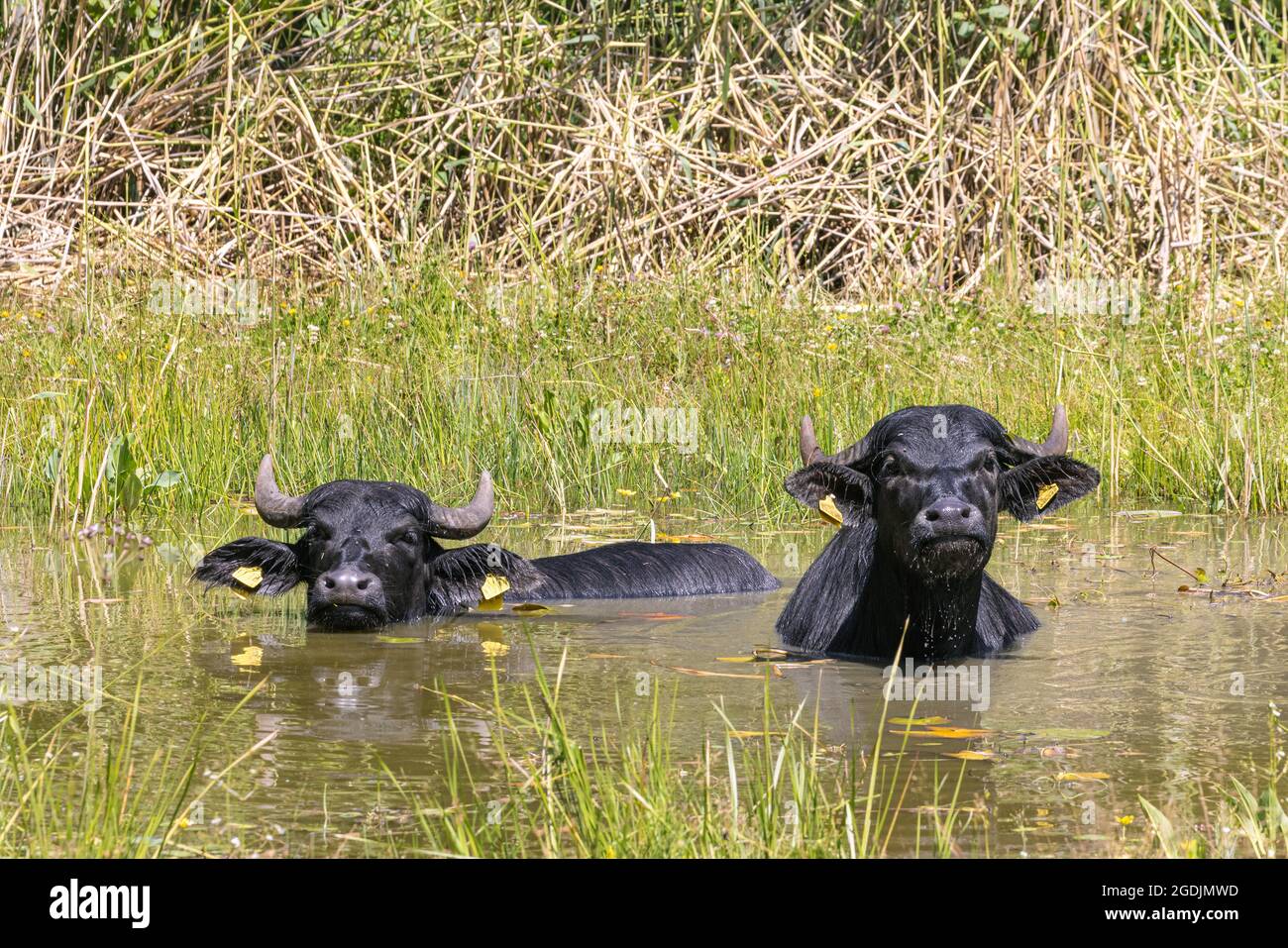 Asiatische Wasserbüffel, Anoas (Bubalus spec.), zwei asiatische Wasserbüffel, die in einem Teich baden, Deutschland Stockfoto