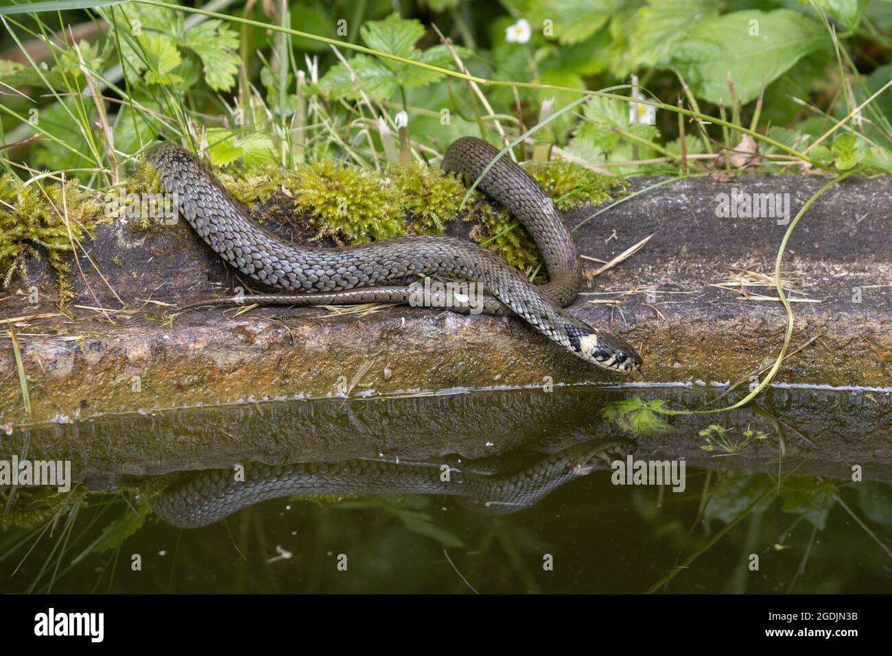 Grasnatter (Natrix natrix), am Rande eines Gartenteiches, mit Spiegelbild, Deutschland, Bayern, Isental Stockfoto