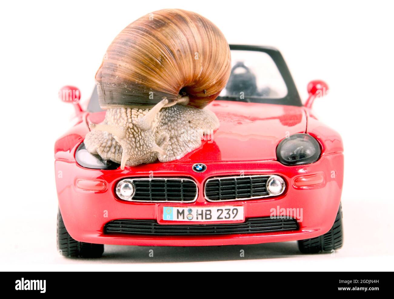 Römische Schnecke, Escargot, Escargot-Schnecke, essbare Schnecke, Apfelschnecke, Weinbergschnecke, Weinbergschnecke, Weinbergschnecke (Helix pomatia), auf einem roten Modellauto, Stockfoto