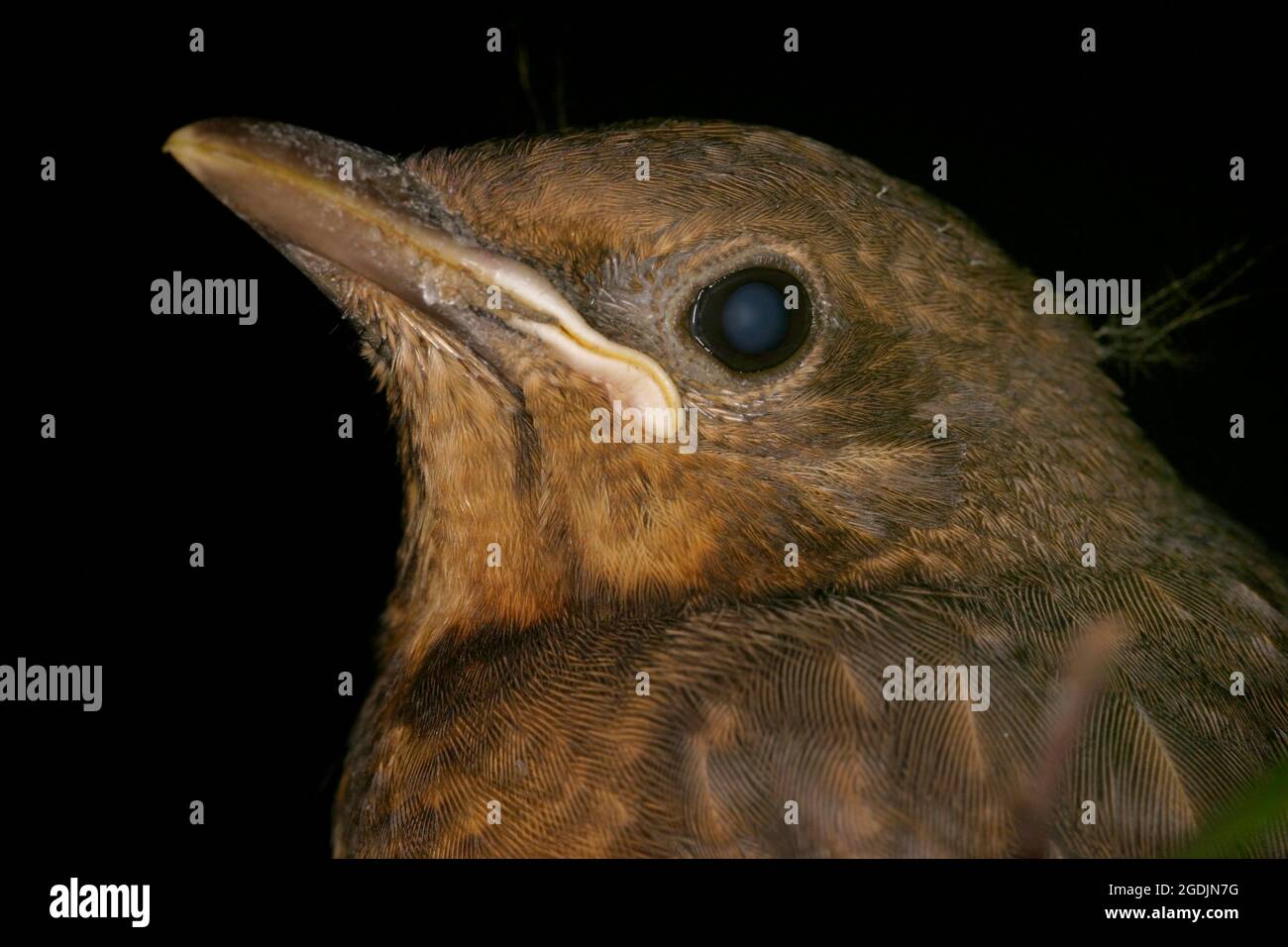 amsel (Turdus merula), Nestling, Portrait, Österreich Stockfoto