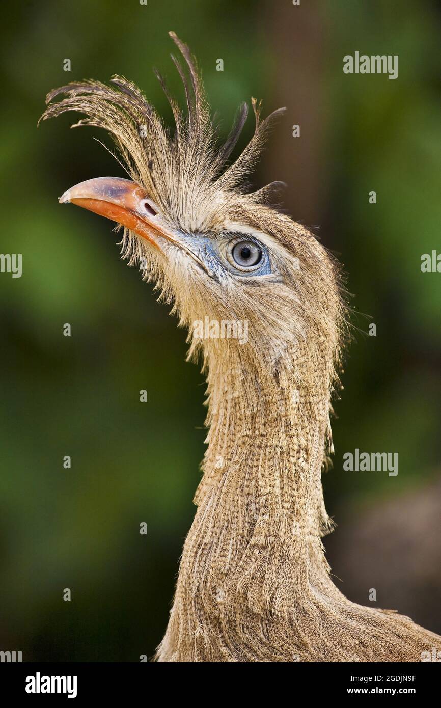 Rotbeinseriema (Cariama cristata), Porträt Stockfoto