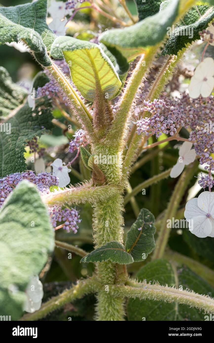 Rohblättrige Hydrangea (Hydrangea aspera subsp sargentiana), Stamm, Deutschland Stockfoto