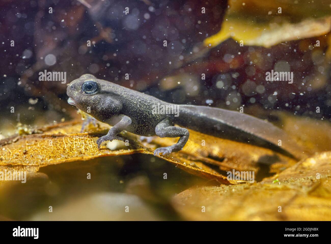 Europäische Kröte (Bufo bufo), vierbeinige Kaulquappe, Deutschland Stockfoto