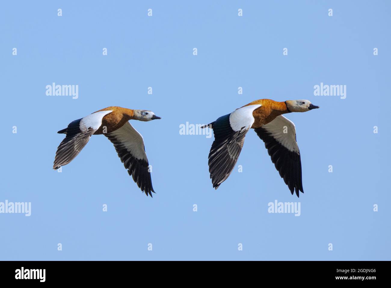 Ruddy Shelduck (Tadorna ferruginea, Casarca ferruginea), fliegendes Paar, Deutschland, Bayern Stockfoto