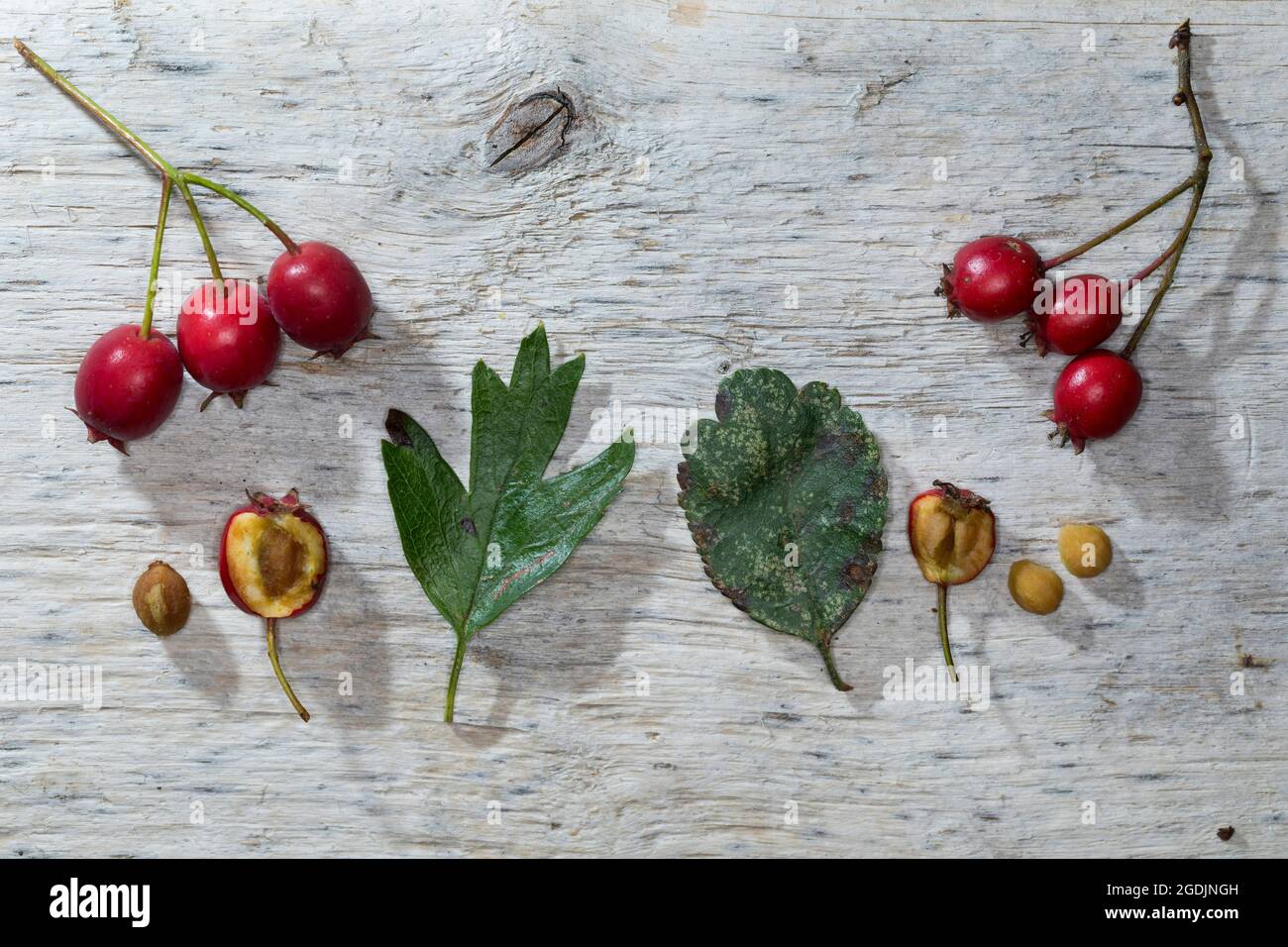 Weißdorn, Singleseed Hawthorn, englischer Weißdorn (Crataegus monogyna), Vergleich gewöhnlicher Weißdorn (rechts) und mittellandfalschdorn (links), Deutschland Stockfoto