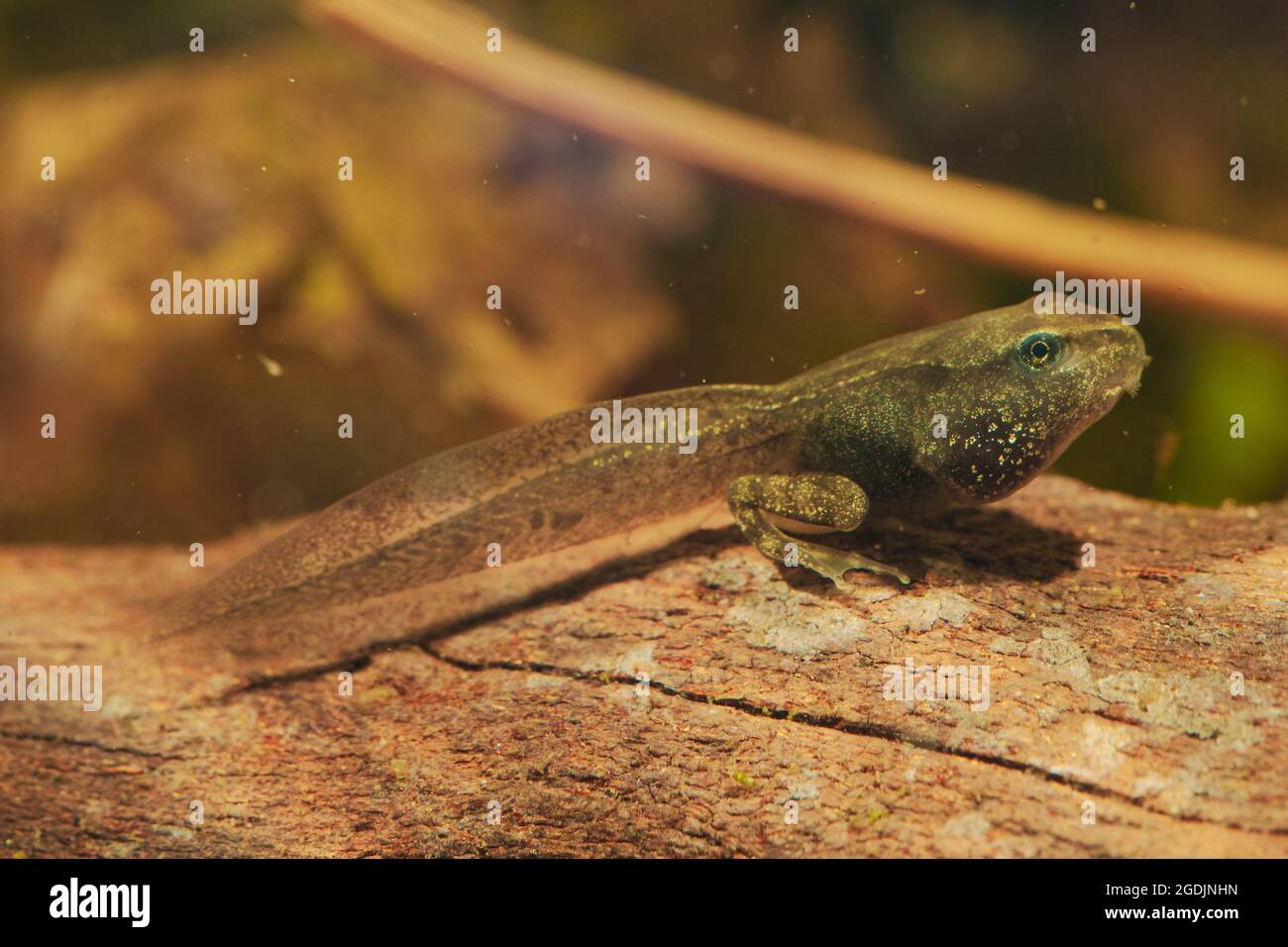 Gewöhnlicher Frosch, Grasfrosch (Rana temporaria), zweibeinige Kaulquappe, Deutschland Stockfoto