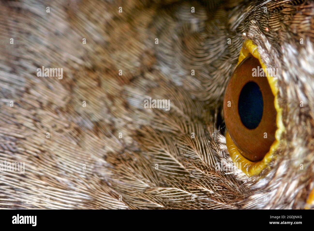 amsel (Turdus merula), weibliches Auge, Nahaufnahme, Österreich Stockfoto