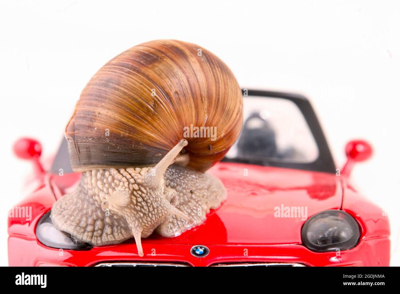Römische Schnecke, Escargot, Escargot-Schnecke, essbare Schnecke, Apfelschnecke, Weinbergschnecke, Weinbergschnecke, Weinbergschnecke (Helix pomatia), auf einem roten Modellauto, Stockfoto