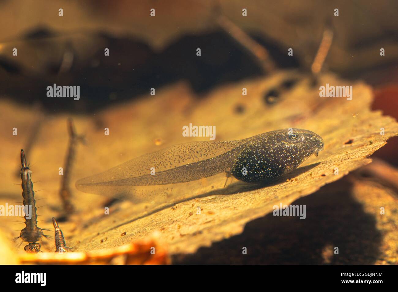 Gewöhnlicher Frosch, Grasfrosch (Rana temporaria), legless Kaulquappe, Deutschland Stockfoto